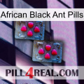 African Black Ant Pills 14